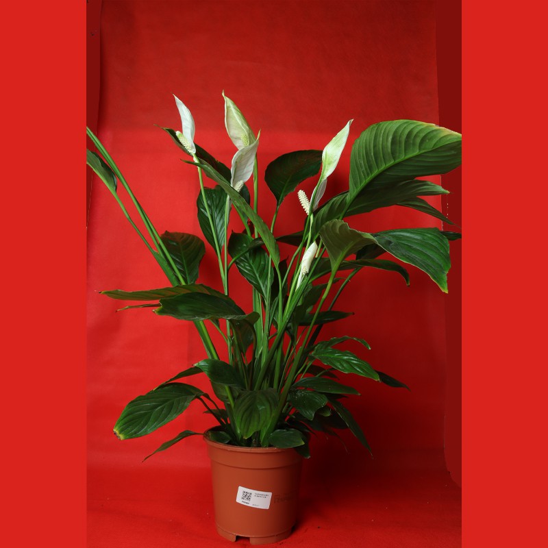 Spathiphyllum Gover Peace Lily  Indoor Plant (80cm / 40cm)--3