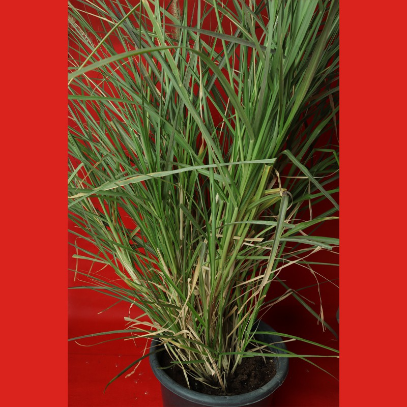 Pennisetum setaceum, African Fountain Grass or Tender Fountain Grass--0