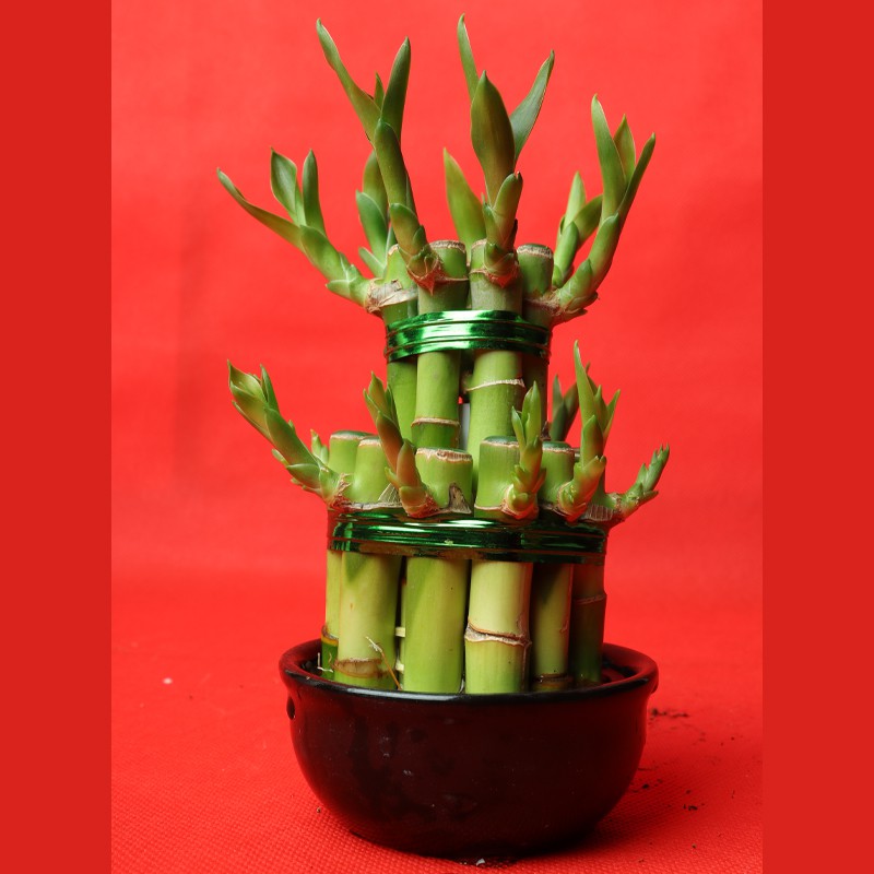 Lucky Bamboo Plant--0