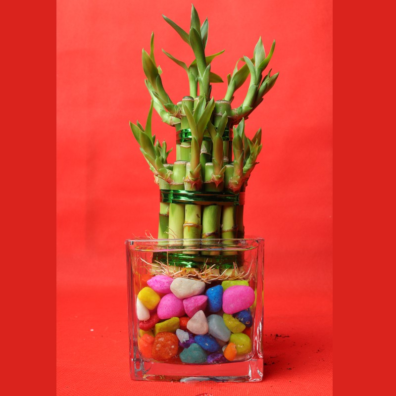 Lucky Bamboo Stick in Glass Vase - Bamboo Plant--0