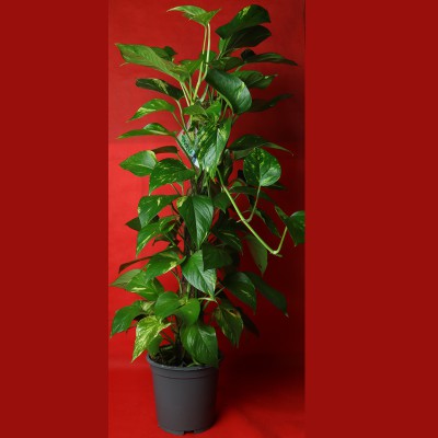 Indoor fresh plant -Money plant with stick