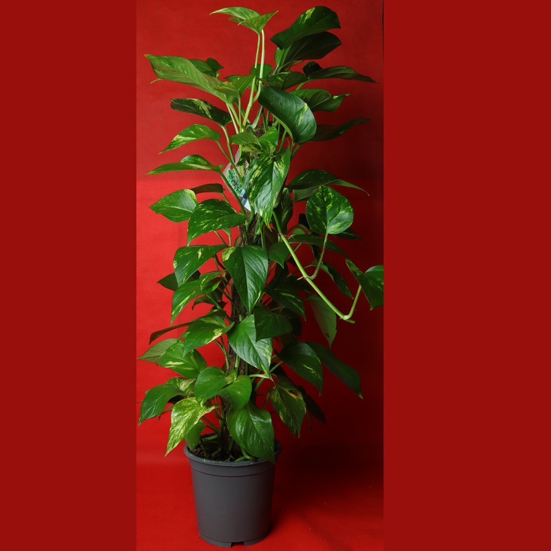 Indoor fresh plant -Money plant with stick--0