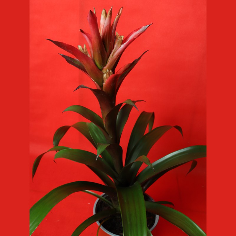 Guzmania lingulata, commonly called Vase Plant--0