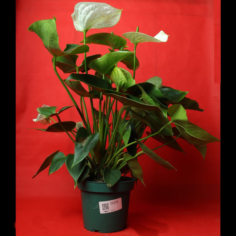 Anthurium andraeanum, commonly called flamingo lily or painter's palette--1