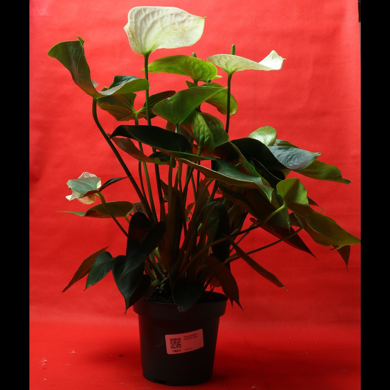 Anthurium andraeanum, commonly called flamingo lily or painter's palette--0